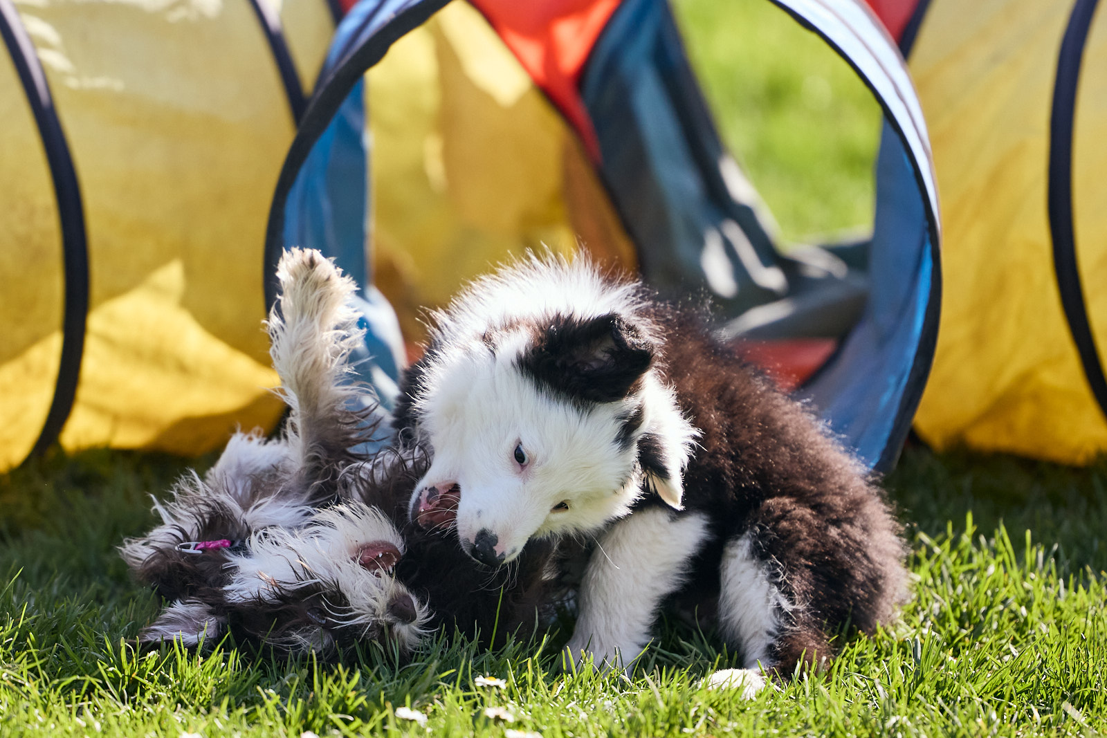 Welpenschule Anima Hundeschule